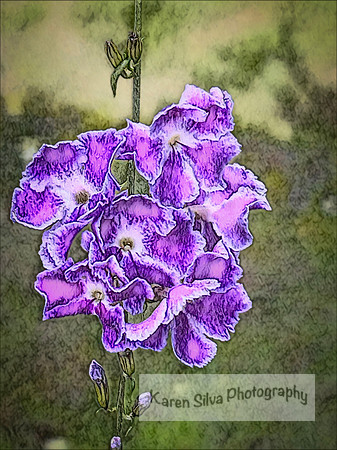 Duranta erecta