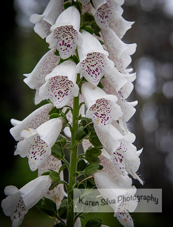 Digitalis Purpurea
