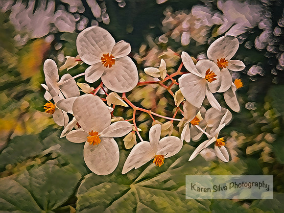 Tuberous Begonia