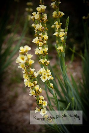Pale Yellow-eyed-grass