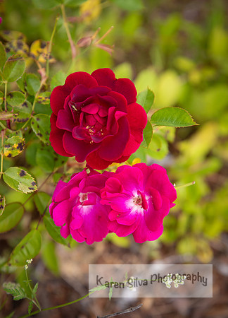 Damask Rose