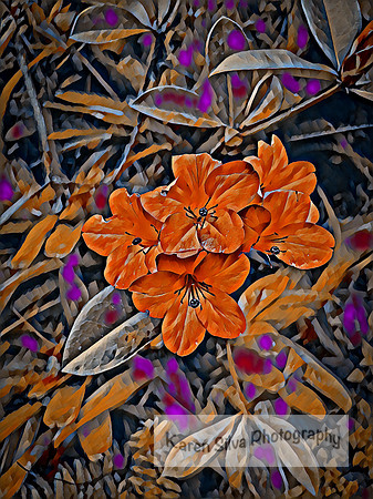 Hawaiian Rhododendron