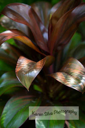 Ti Plant