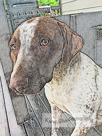 Kingsley