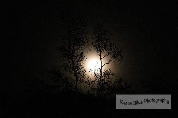 Moon Rising