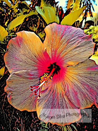 Pink Hibiscus