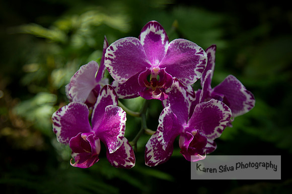 Doritaenopsis orchid