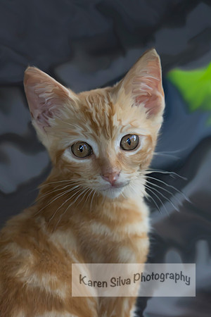 Feral Kitten
