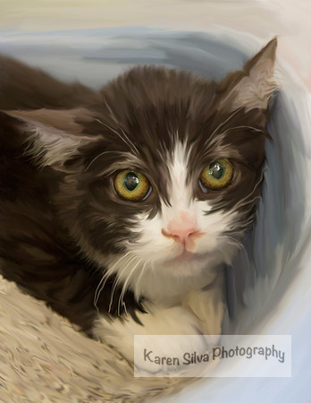 Scaredy Cat