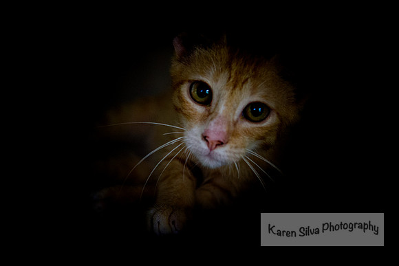 Aslan