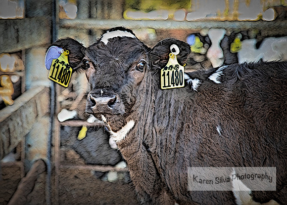 Cow Rescue