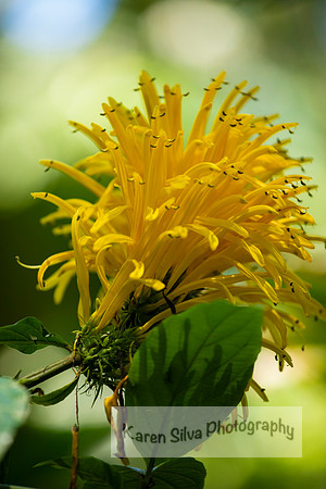 Justicia Aurea
