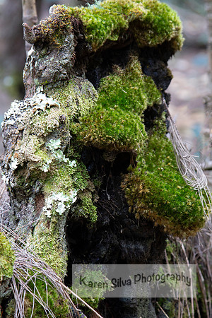 Moss