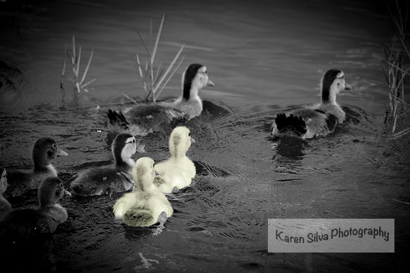 Ducks in a Row