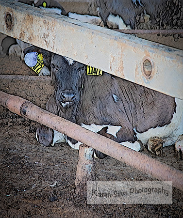 Cow Rescue #12