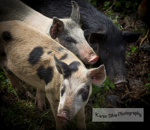 Three Little Pigs
