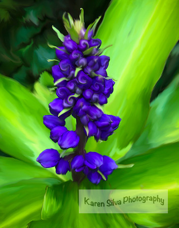 Blue Ginger