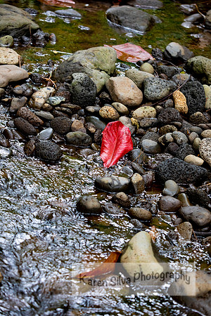 Little Red