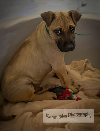 Pup