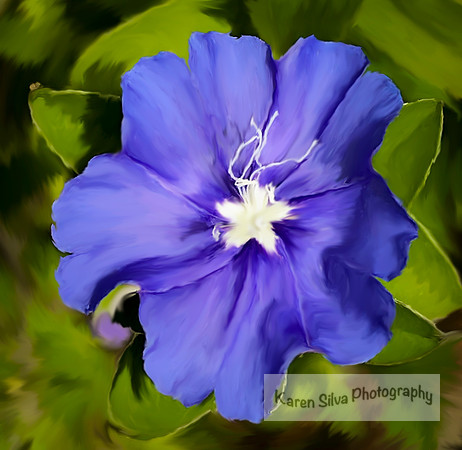 bindweed