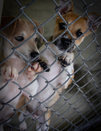 Precious Pups