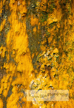 lichens