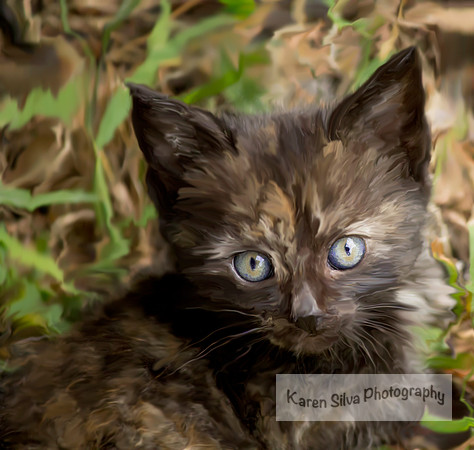 Feral Kitten 2