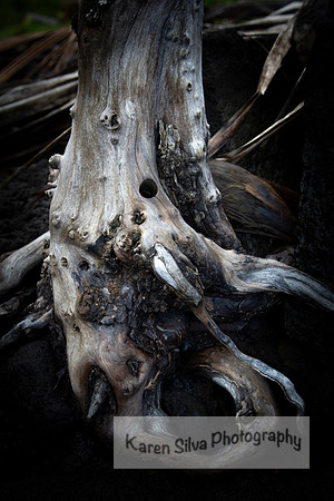 Driftwood