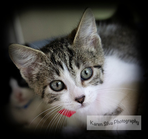 Whiskers #2