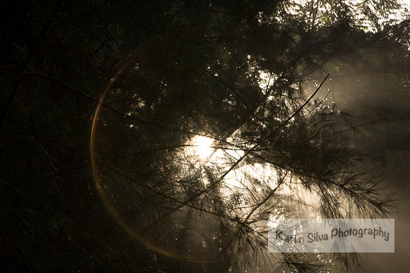 Sunshine Looking Glass