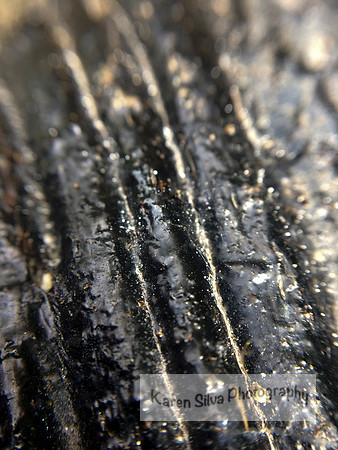 A Little Bit of Bark #2