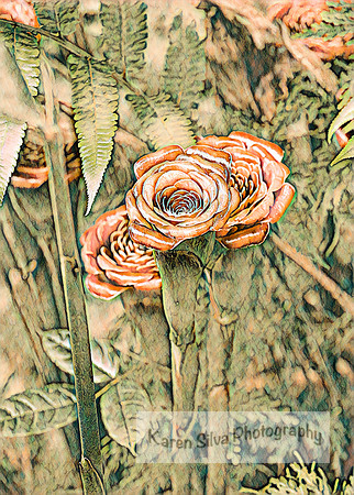 Rose of Siam