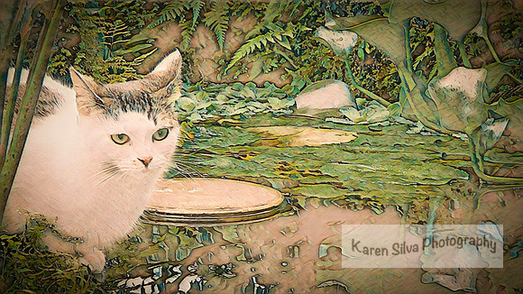 Kitty Meow Meow