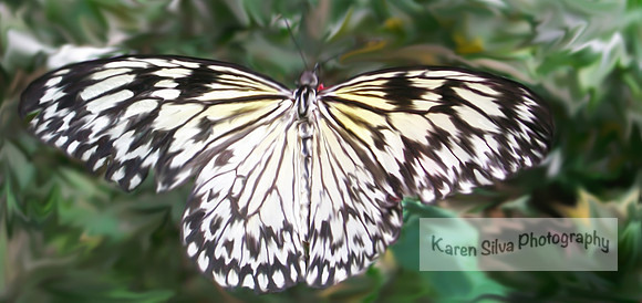 Paper Kite Butterfly #2