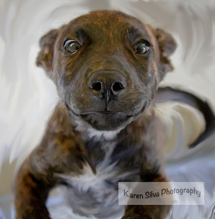 Shelter Pup