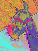 Kaulana - Beyond The Gaits Herd