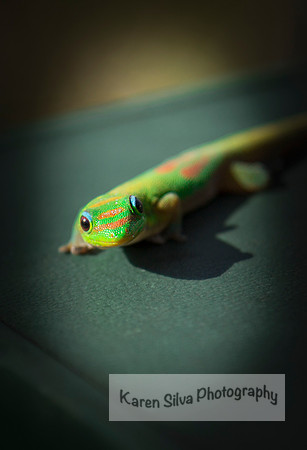 Hawaii Gecko #2