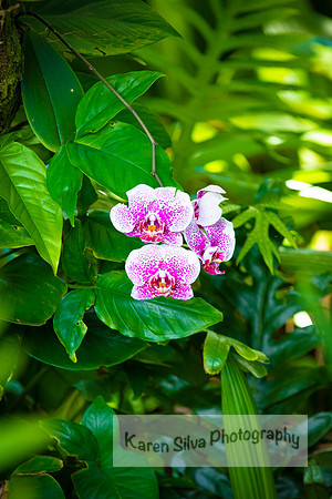 Leopard Prince Moth Orchid