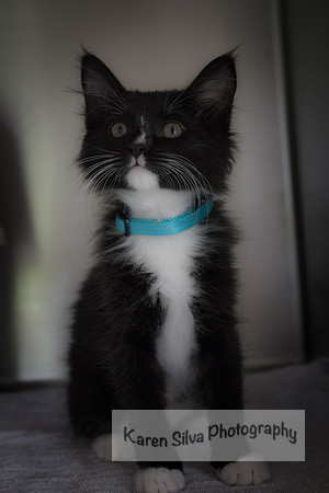 Mittens #2