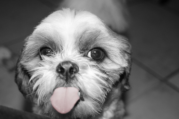 Bosco