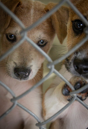 Kennel Pups