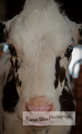 Cow Rescue #9