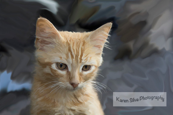 Feral Kitten