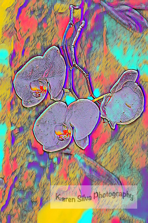Phalaenopsis