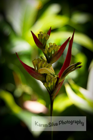 Haliconia Hirsuta 'Peru'