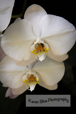 White and Yellow Moth Orchid