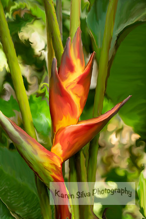Heliconia