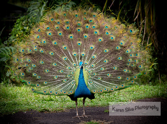 Majestic