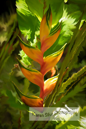 Heliconia