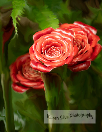 Rose of Siam